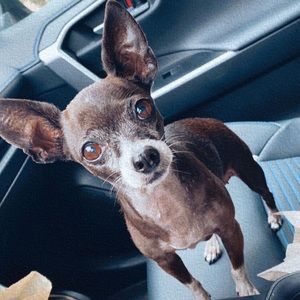 Meet your Posher, Damaris